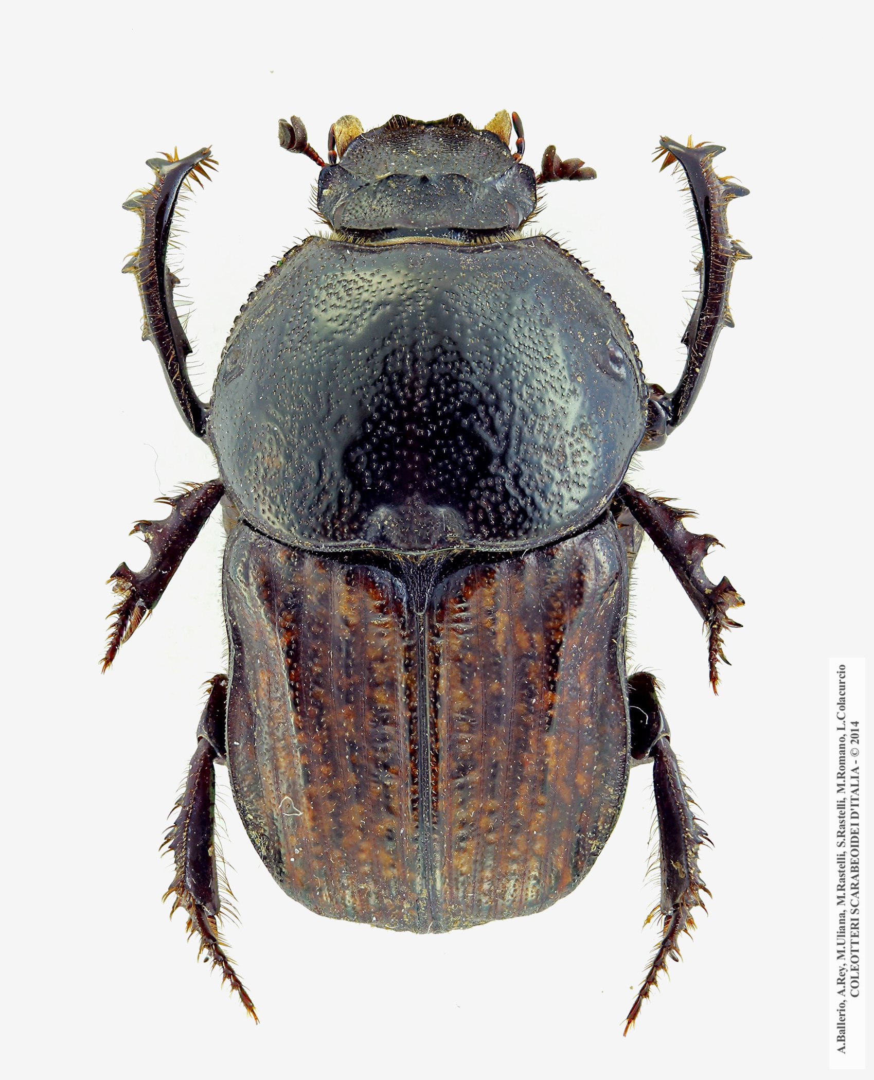 Cheironitis irroratus, maschio